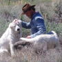 Blaine County, Idaho, sheep rancher Cory Peavey and his dogs.