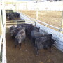These cattle are being stored in segments of the alleyway waiting their turn to go up to the processing area for pregnacy testing. Note the generous space they are given to help keep them relaxed and in a normal frame of mind. In this regard, wider alleyways are better (i.e., 14'-16') instead of 12' pictured here.