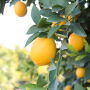 Bee Sweet Citrus has plentiful lemons for Lenten season.