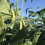 Bean pods in Illinois