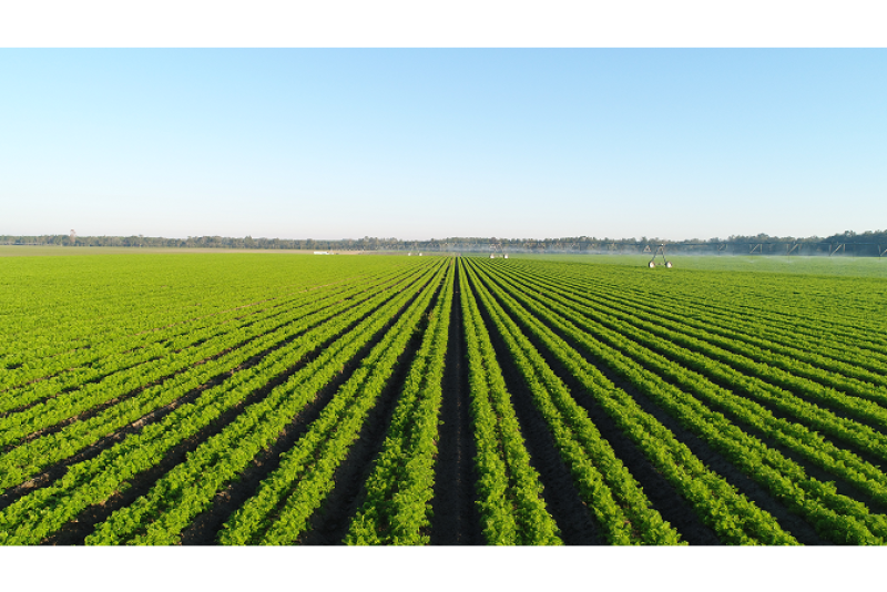 Grimmway has grown organic carrots on its Southeast farms, but is now expanding there with almost 20 vegetables under the Cal-Organic brand.