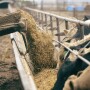 Cattle feeding at a trough.