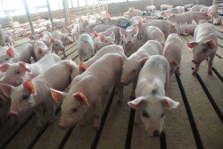 The estimated weaner pig profit opportunity is calculated by comparing the weaner pig cash price to the weaner breakeven. The profit potential decreased $6.54 this week to a projected gain of $13.87 per head