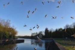mosquito