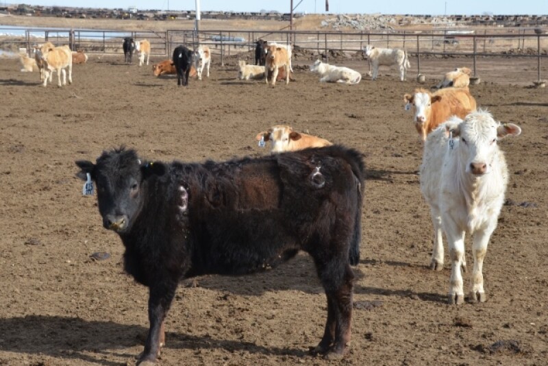 BT_Mexican_Feeder_Cattle