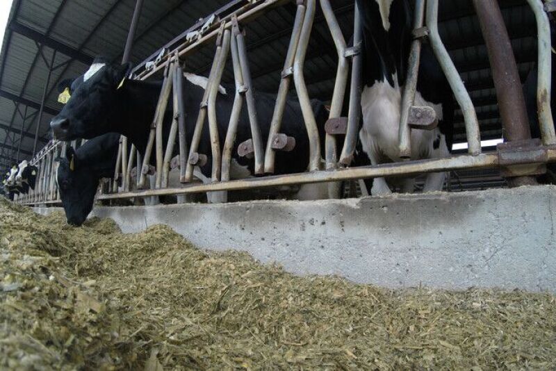 Delivering feed right after milking might lead to slug feed and rumen upsets.