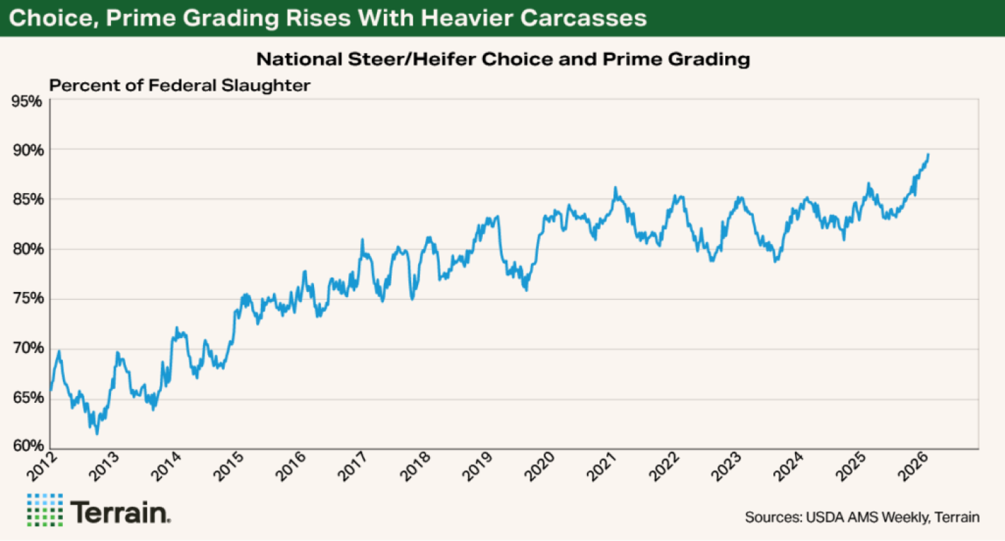 High Risk Market Cattle Cattle Market Volatility: Is the Ride Just Getting Started? - Drovers