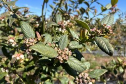 wish farms chilean blueberries