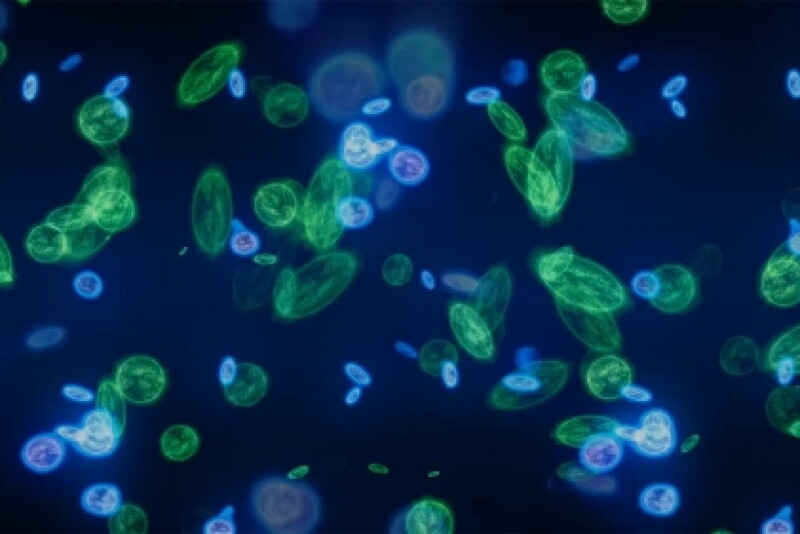 Diversity in microbial populations, and the specific strains present or absent, can influence cattle health and overall performance. 