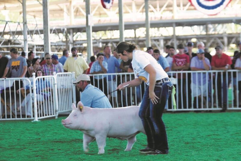 Lexi Ammann showing a pig