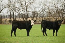 Steers on wheat pasture