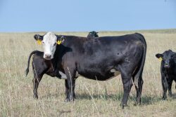 Drought cows