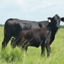BT_Brangus_Cow_Calf