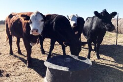 Cows