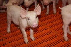 Pig