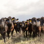Angus cows