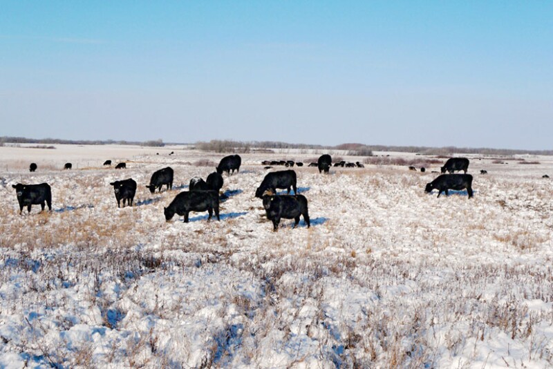 USU cows