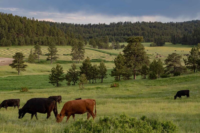 Cows grazing in Montana
