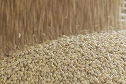 loading soybeans