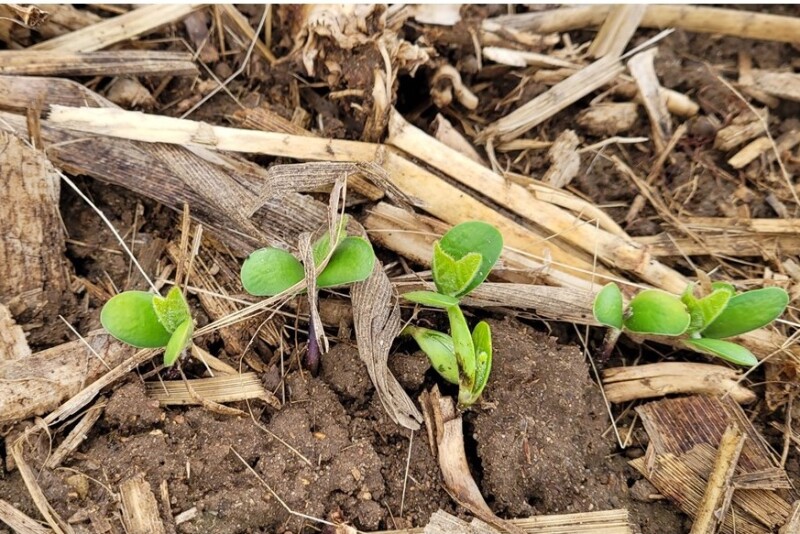 Soybeans survive early season frost