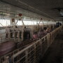 Qualifying hog producers will receive a payment based on the number of live hogs owned on a day selected by the producer between April 1 and May 15, 2019.