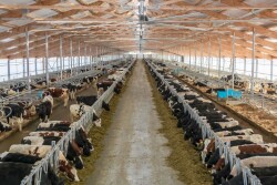Cows at a Danone-backed farm in Russia’s Tyumen region.