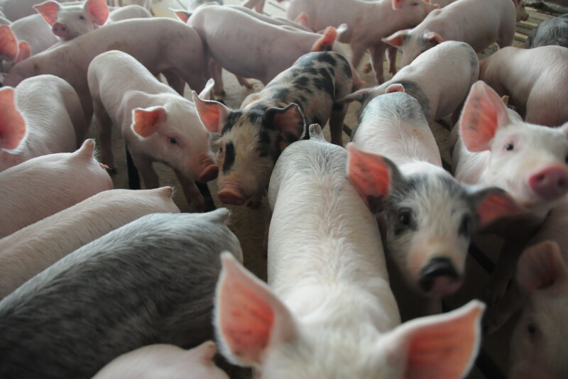 “You’re talking about a 20% gratuity to the Mexico treasury every time you ship hams to Mexico,” Joe Schuele, vice president of communications at the U.S. Meat Export Federation, said by phone. “That’s a pretty big factor.”