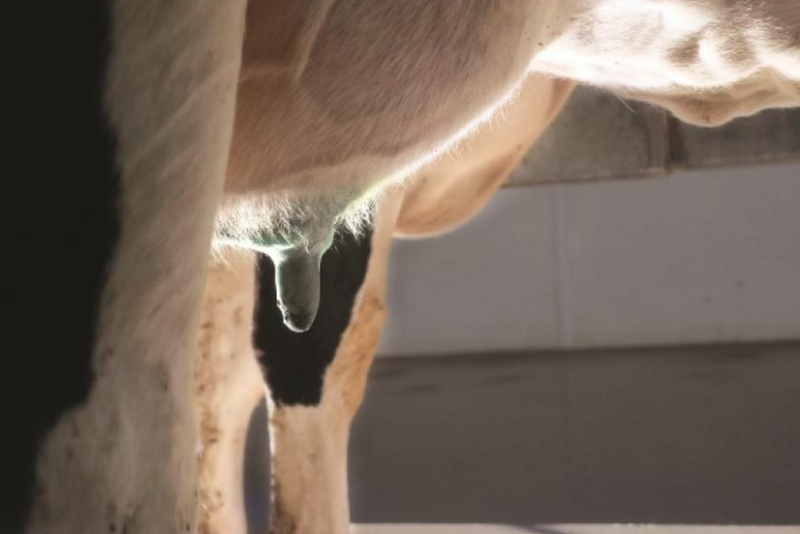 More than 50% of new udder infections can be prevented by disinfecting teats with an effective product immediately after every milking.
