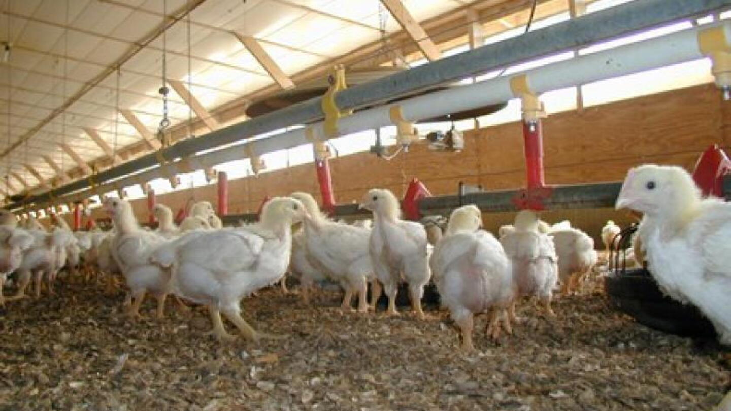 Swiss Voters to Decide on ‘Factory Farming’ Ban - AgWeb
