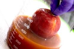 Egg based coating for apple