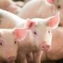 Looking at hog sales in November 2019 using December 2019 futures the weaner breakeven was $93.71, down $9.73 for the week. 