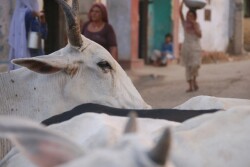 sacred-cow-India