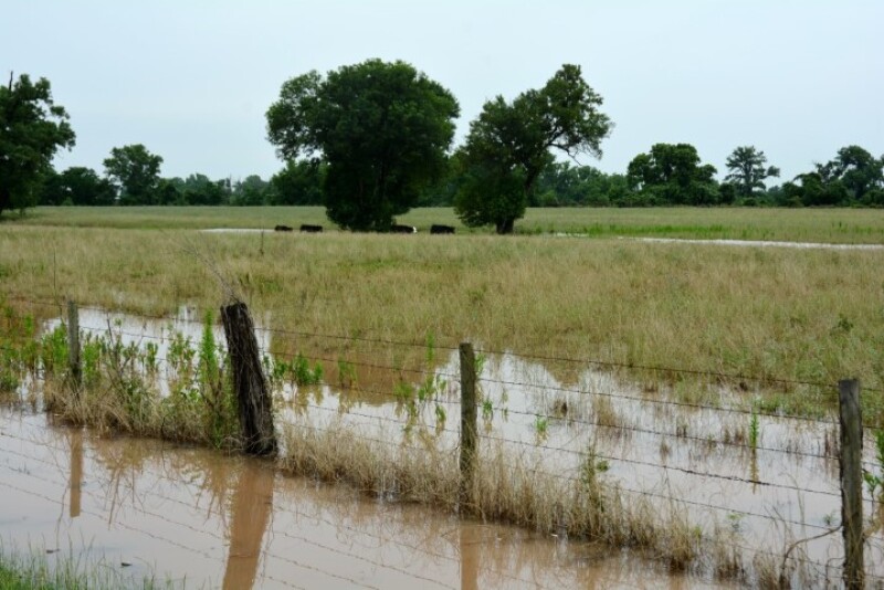 flooded_pasture