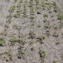 winter killed alfalfa