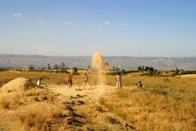 winnowing_grain_Africa