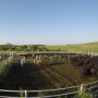 BT_Loading_Stocker_Cattle