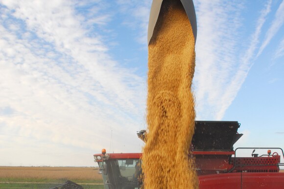 soybean harvest