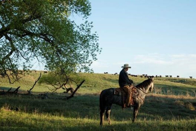 Cattleman on Horseback