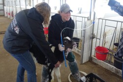 Holstein Calf Tubing