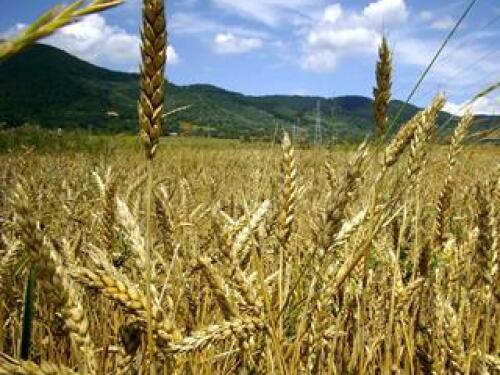 wheat