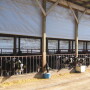 Industry experts provide tips to help keep just-weaned heifers on a healthy and productive roll.