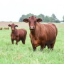 Santa Gertrudis