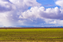 drought field