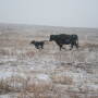 Managing-Cows.jpg