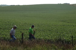crop tour scouts nebraska beans