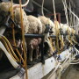 DT_Dairy_Sheep_Milking