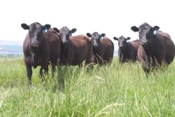 Angus heifers