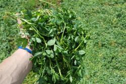 Harvest first crop alfalfa to maximize quality and quantity.