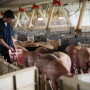 The University of Illinois College of Veterinary Medicine launches a website of biosecurity information for pork producers to learn and implement on their farms.