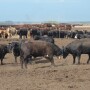 BT_Feedlot_Cattle_Head_Butt